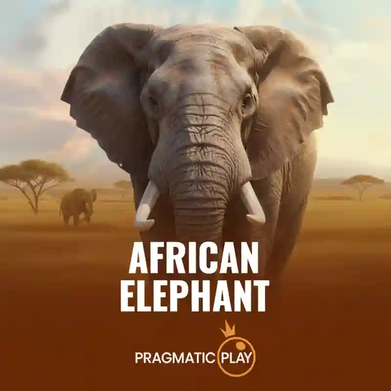 African Elephant